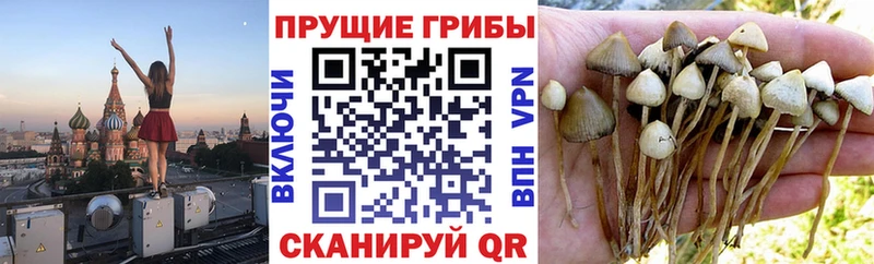 Псилоцибиновые грибы MAGIC MUSHROOMS Берёзовка